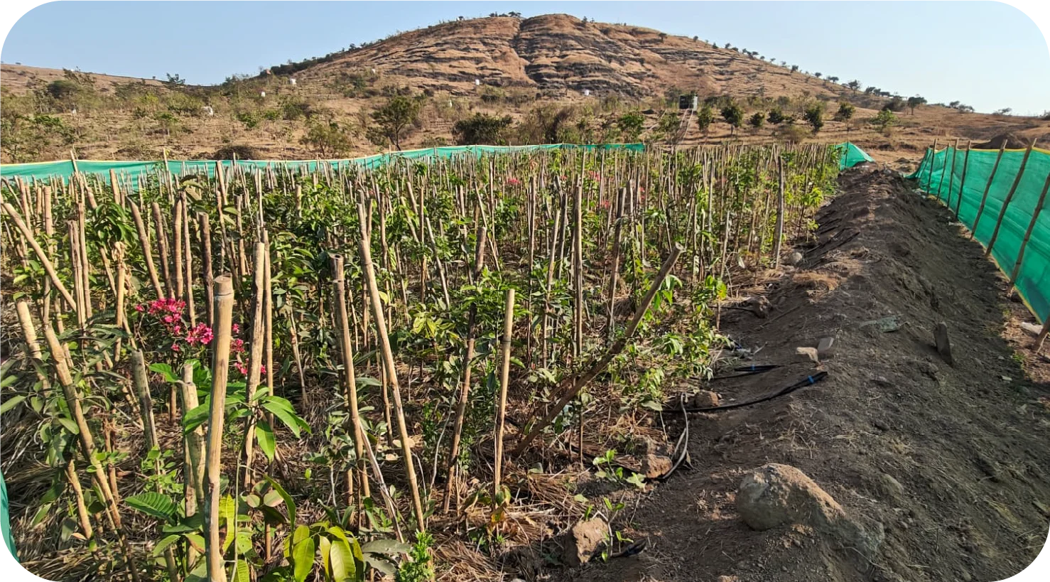 Miyawaki plantation row with irrigation and young saplings